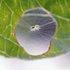 Illustration for article titled This Spider Built Its Web iInside/i A Leaf